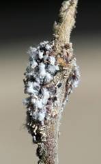 5083052_woolly_apple_aphid